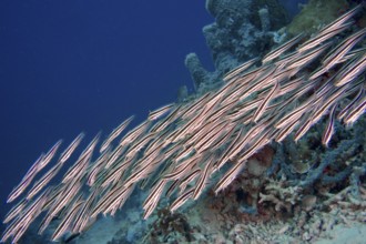 A flock of striped triplet (Helcogramma striata) swims close together in blue water on coral reefs.