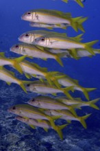A swarm of yellow fish, yellowtail mullet (Mulloidichthys vanicolensis), swims in formation through