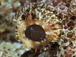 Close-up of an eye of a fringed dragon head (Scorpaenopsis oxycephalus) shows fine textures and