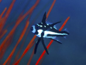 A black and white fish, yellow-eyed snapper (Macolor macularis) juvenile, swims in front of red