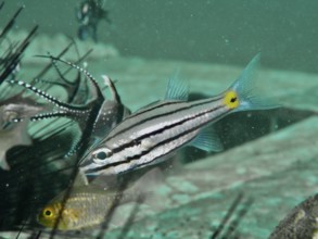 A striped fish, five-lineage cardinalfish (Cheilodipterus quinquelineatus), swims in clear water