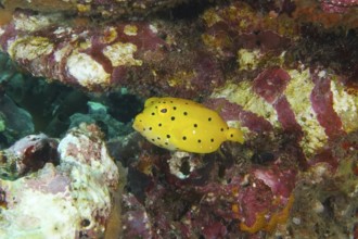 A yellow fish with black spots, yellow-brown boxfish (Ostracion cubicus) juvenile, against a