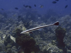 A striped ship owner (Echeneis naucrates) swims over corals in a blue tropical sea. Twin Reef Dive