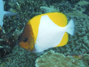 A yellow pyramidal butterflyfish (Hemitaurichthys polylepis) shows its yellow-white colors on the