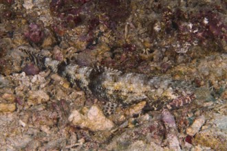 A well-camouflaged graziler lizardfish (Saurida gracilis) lies on rocky ground. SD Dive Site, Nusa