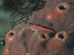 Small red fish, striped triplet (Helcogramma striata), lies on a sea sponge on the ocean floor.