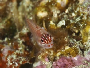 A small red patterned fish, hairfin dwarf gown (Eviota prasites), on colorful coral soil. Spice
