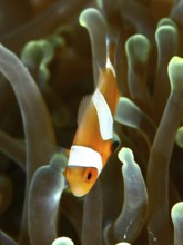 A false clownfish (Amphiprion ocellaris) swims elegantly through the tentacles of a sea anemone in