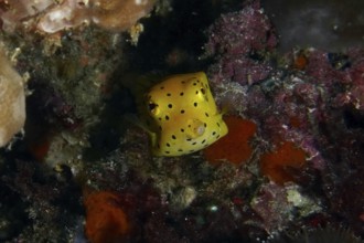 A yellow boxfish with black spots, yellow-brown boxfish (Ostracion cubicus) juvenile, swims among