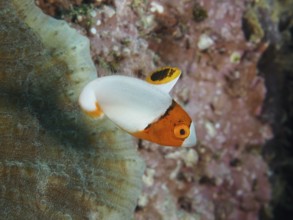 Small orange and white fish, spotted parrotfish (Cetoscarus ocellatus) juvenile, swims in the sea