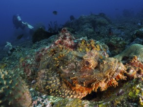 A fringed dragon head (Scorpaenopsis oxycephalus) merges with the environment on a coral reef,