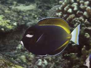 A colorful gold-rimmed doctorfish (Acanthurus nigricans) swims in the coral reef. SD Dive Site,