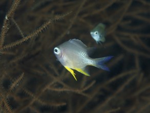 Two fish, golden reefass (Amblyglyphidodon aureus) juvenile, swim in a dark, coral-filled