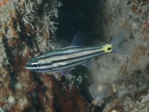 A small toothed cardinalfish (Cheilodipterus isostigmus) swims near rocks in the reef area. Prapat