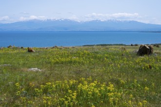 Blooming meadow in front of a lake with mountains in the background, under a blue sky with few