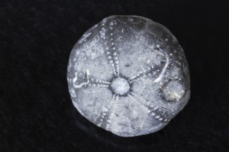 Detailed view of sea urchin fossil found in RÃ¼gen Germany