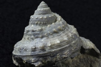 Petrified snail close-up, foothills, Baden-WÃ¼rttemberg, Germany