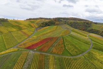 Landscape with colorful vineyards and clouds in the sky, autumn, near StrÃ¼mpfelbach im Remstal,