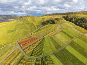 Hilly wine landscape with intense autumn colors and curved paths running under an overcast sky,
