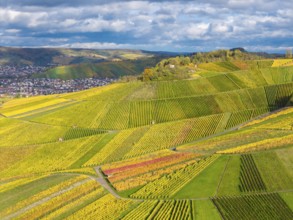 Landscape view of hills full of colorful vines with a village and clouds in the background, autumn,