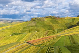 The intense colors of the vineyards contrast with the cloudy sky in an autumn landscape, near