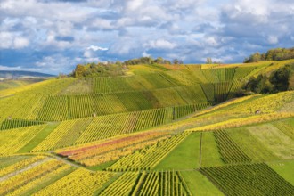 Colourful vineyards in shades of green and yellow that stretch over rolling hills, autumn, near
