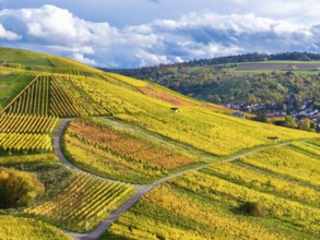 Bright yellow and orange vineyards in autumn with curved paths and cloudy sky, near StrÃ¼mpfelbach