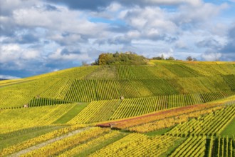 Detailed view of colorful vineyards in autumn with green and yellow vines, near StrÃ¼mpfelbach im