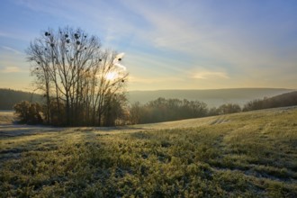 A sunny morning in a frozen field with a row of trees in the background, Seckmauern, LÃ¼tzelbach,