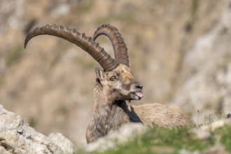 Capricorn (Capra ibex) shows tongue, male, Alpstein, Appenzell, Switzerland