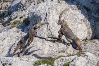 Two Capricorns (Capra ibex), male, fighting in the rock face, Alpstein, Appenzell, Switzerland