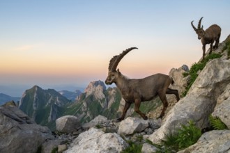 Two ibexes (Capra ibex) in front of mountain panorama, male, Alpstein, Appenzell, Switzerland