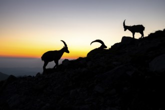 Capricorns (Capra ibex), silhouettes at dusk, male, Alpstein, Appenzell, Switzerland