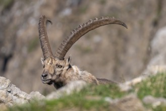 Capricorn (Capra ibex), male, Alpstein, Appenzell, Switzerland