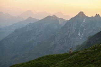 Capra ibex in front of mountain panorama at dusk, male, Alpstein, Appenzell, Switzerland