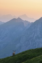 Capra ibex in front of mountain panorama at dusk, male, Alpstein, Appenzell, Switzerland