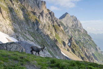 Steinbock (Capra ibex) in front of mountain panorama, male, Alpstein, Appenzell, Switzerland