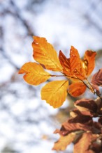 Bright orange autumn leaves in sunlight against blue sky