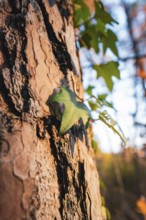 Ivy leaf grows on tree trunk with detailed bark structure in light