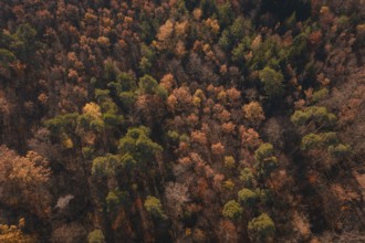 Dense forest in autumn with colorful foliage in various shades of red and brown