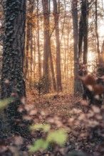 Sunlight floods through a quiet autumn forest in the afternoon