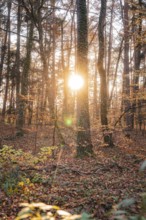 Forest at sunset with golden light shining through the trees
