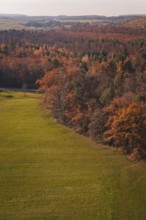 Mixed forest in autumn colors bordering a vast green meadow