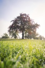 Single tree on green meadow with morning dew in soft morning light