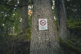 A sign on a tree in the forest forbids smoking while the light is falling through the trees