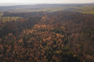 Extensive autumn forest landscape with a dense carpet of colorful leaves