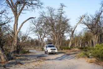 Safari car on a dust road, Moremi Game Reserve, Botswana