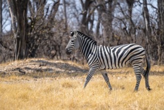 Steppe Zebra (Equus quagga), Savuti, Chobe National Park, Botswana