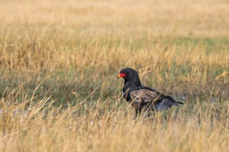 Juggler (Terathopius ecaudatus), raptor sitting on the ground, Moremi Game Reserve, Botswana