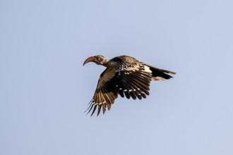 Savanna Hornbill (Tockus erythrorhynchus) flying, Savuti, Chobe National Park National Park,